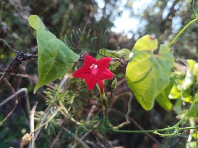 Ipomoea quamoclit, photographed by Oscar Gonzalez Diaz