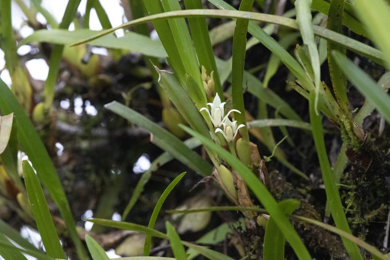 Maxillaria alba, photographed by Kristof Zyskowski