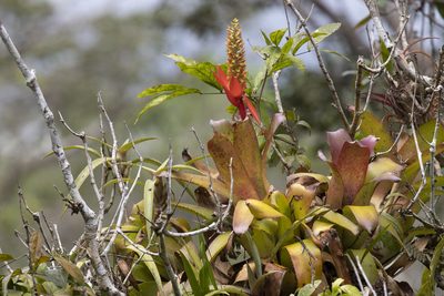 Aechmea mertensii, photographed by Kristof Zyskowski