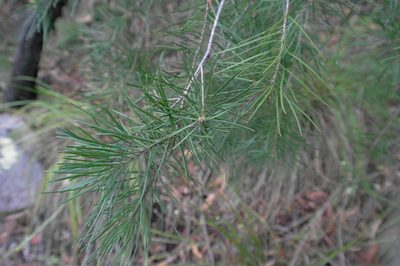 Persoonia linearis, photographed by Gary Williams