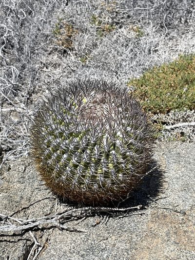 Eriosyce aurata, photographed by Franco Capriroli