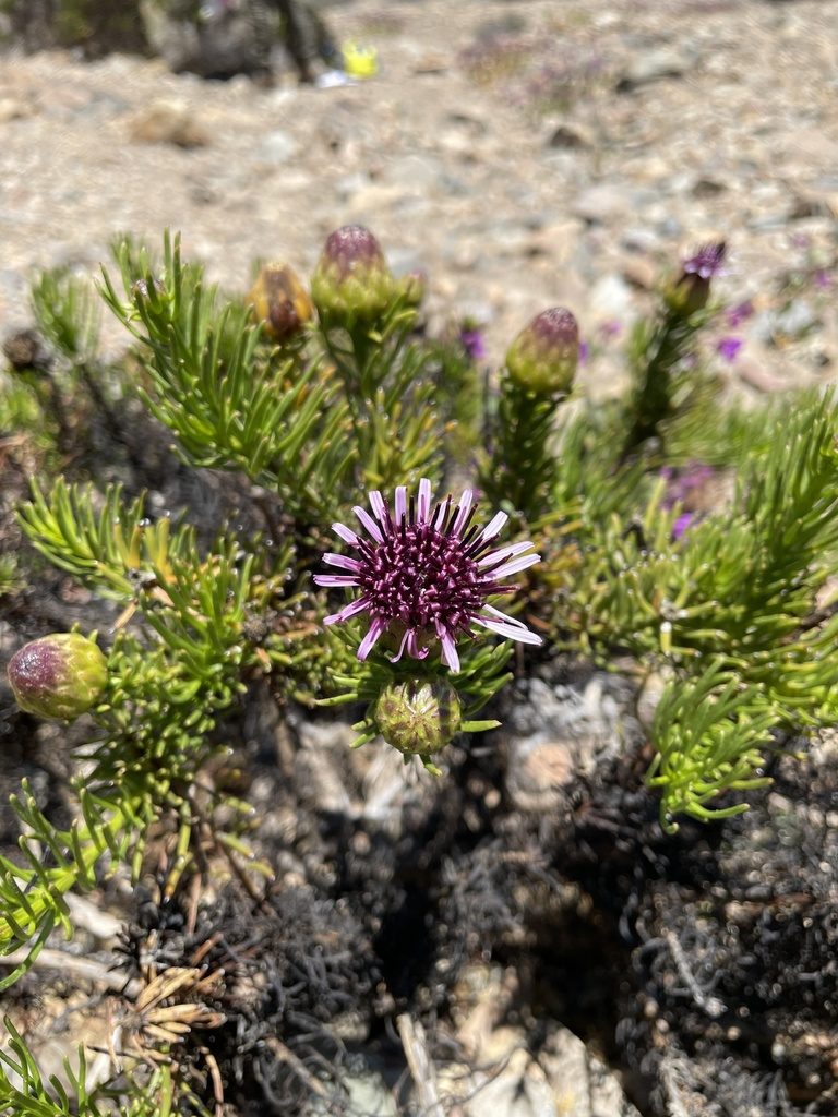 Gypothamnium pinifolium, photographed by Franco Capriroli
