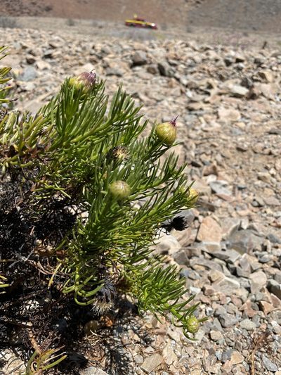 Gypothamnium pinifolium, photographed by Franco Capriroli