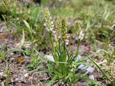 Gymnadenia odoratissima, photographed by Elias