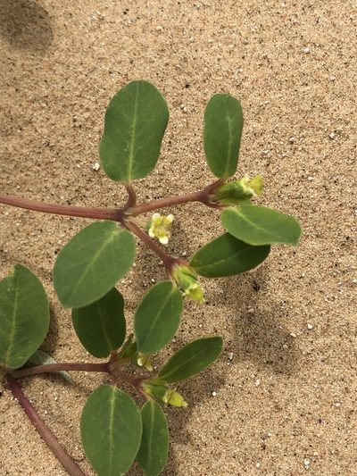 Euphorbia carunculata, photographed by Jared Shorma