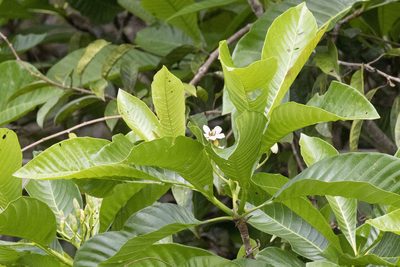 Genipa americana, photographed by Kristof Zyskowski