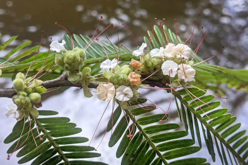 Macrolobium acaciifolium, photographed by Kristof Zyskowski