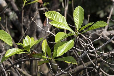 Genipa americana, photographed by Kristof Zyskowski