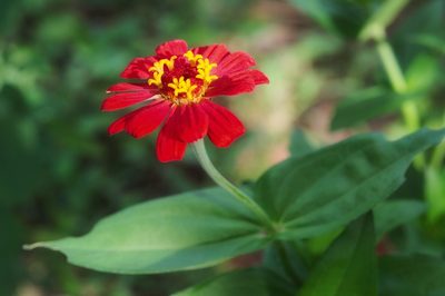 Zinnia elegans, photographed by adel-fridus