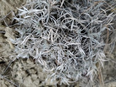 Astragalus gilviflorus, photographed by John Gaskin