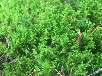 Trichocolea tomentella, photographed by Sean Grasing