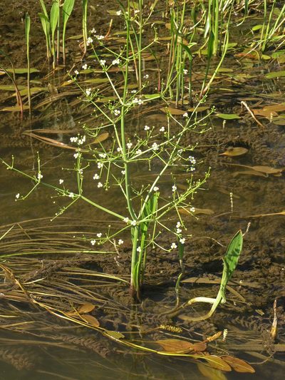 Alisma gramineum, photographed by Oleg Kosterin
