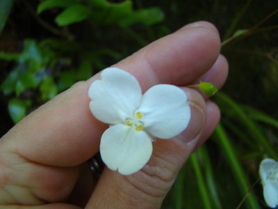Libertia ixioides, photographed by Lisa Bennett