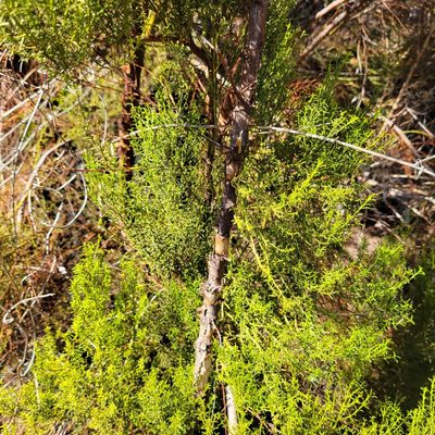 Adenostoma sparsifolium, photographed by Dan Horowitz