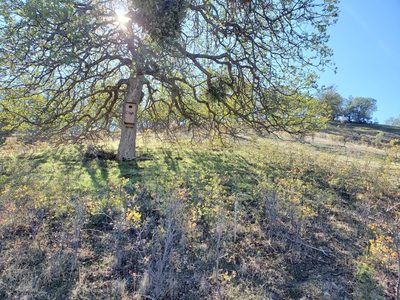 Quercus douglasii, photographed by Rosie Yacoub