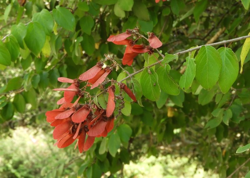 Heteropterys brachiata, photographed by Francisco Farriols Sarabia