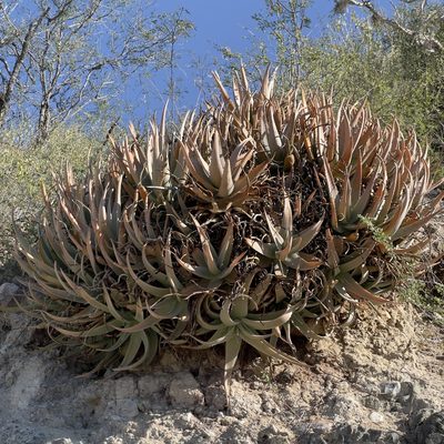 Aloe vera, photographed by Bill Levine