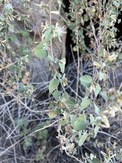 Brickellia desertorum, photographed by Stephanie Buck
