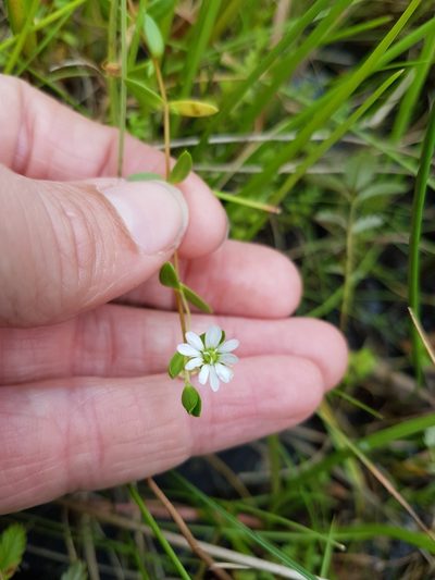 Stellaria humifusa, photographed by Ellyne Geurts