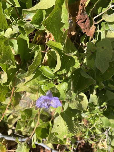 Ruellia californica, photographed by Jim Riley