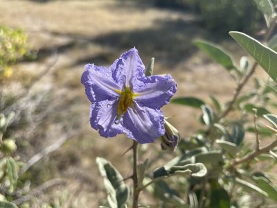 Solanum hindsianum, photographed by Jim Riley