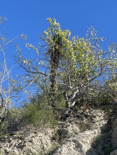 Yucca valida, photographed by Jim Riley