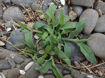 Digitaria sanguinalis, photographed by Javier