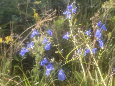 Salvia azurea, photographed by Dwight Kingsbury