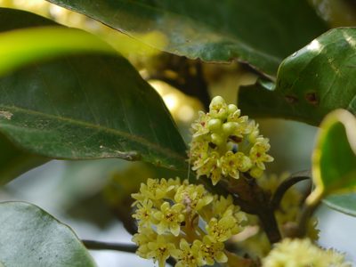 Beilschmiedia dalzellii, photographed by Dinesh Valke