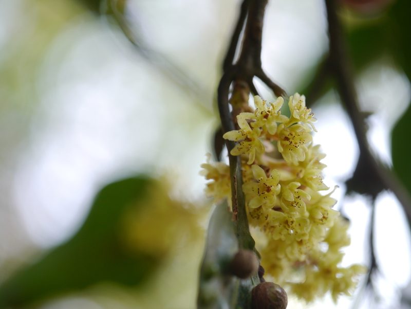 Beilschmiedia dalzellii, photographed by Dinesh Valke