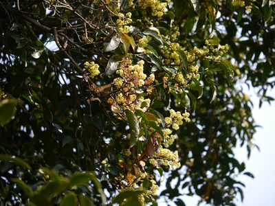 Beilschmiedia dalzellii, photographed by Dinesh Valke