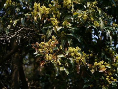 Beilschmiedia dalzellii, photographed by Dinesh Valke