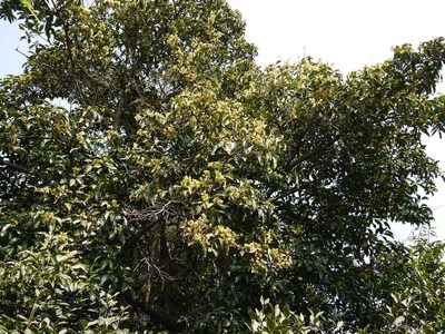 Beilschmiedia dalzellii, photographed by Dinesh Valke
