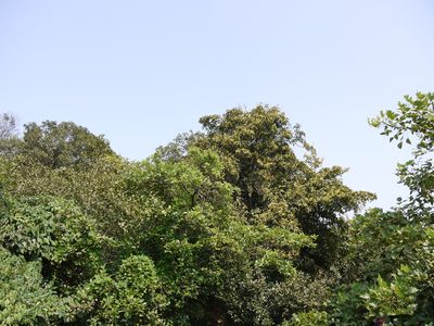 Beilschmiedia dalzellii, photographed by Dinesh Valke