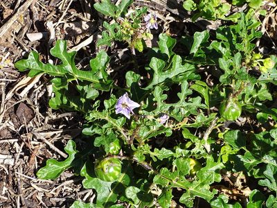 Solanum linnaeanum, photographed by Shaun Swanepoel