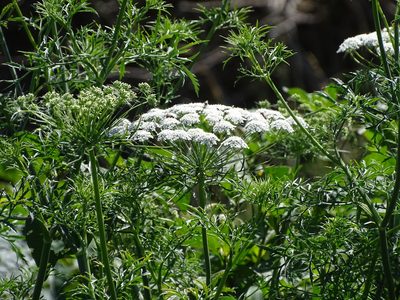Ammi majus, photographed by Shaun Swanepoel