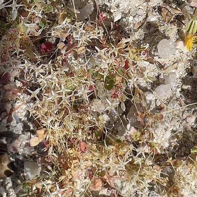 Cuscuta leptantha, photographed by Bill Levine