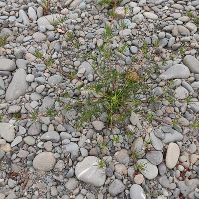 Spergula arvensis, photographed by Jenny Saito