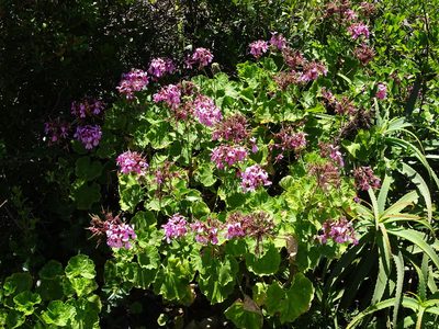 Pelargonium zonale, photographed by Shaun Swanepoel