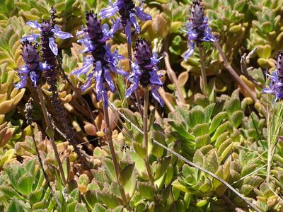 Coleus neochilus, photographed by Shaun Swanepoel