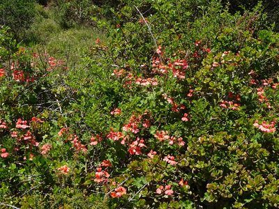 Pelargonium inquinans, photographed by Shaun Swanepoel
