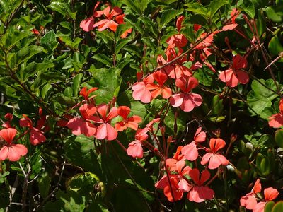 Pelargonium inquinans, photographed by Shaun Swanepoel