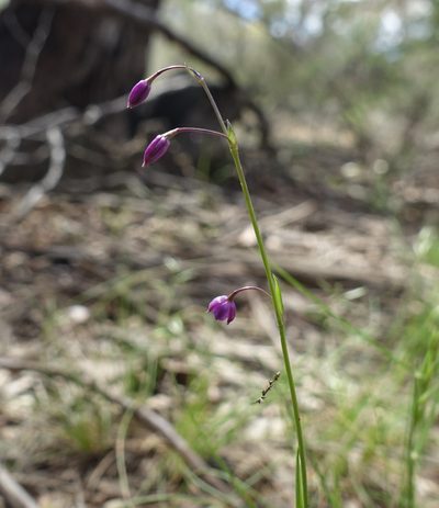 Arthropodium minus, photographed by yatesy