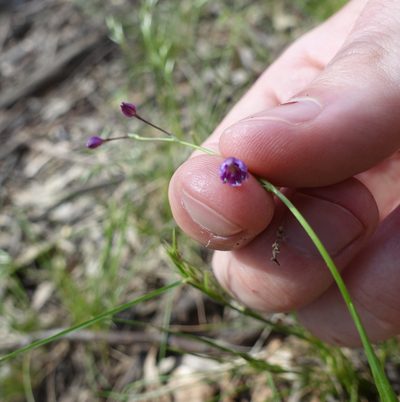 Arthropodium minus, photographed by yatesy