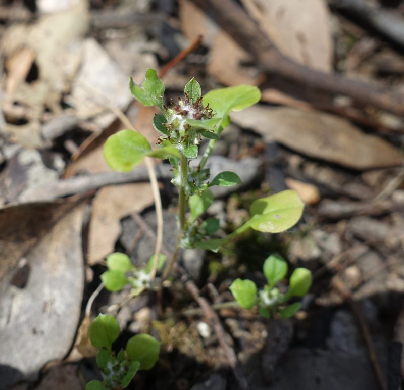 Stuartina muelleri, photographed by yatesy