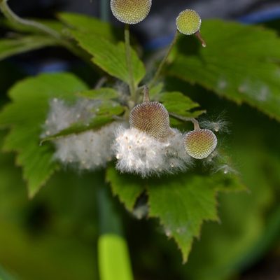 Eriocapitella japonica, photographed by kbkash