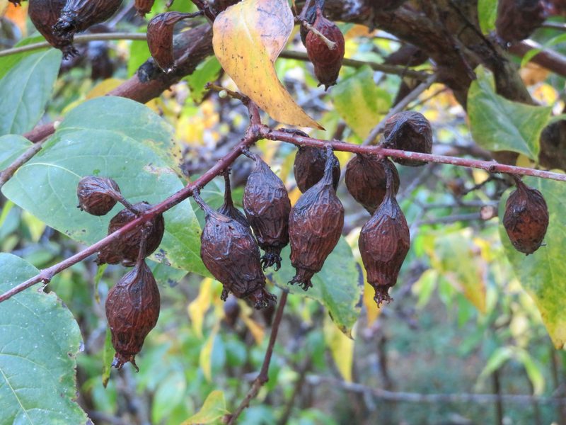 Chimonanthus praecox, photographed by Marco Mussita