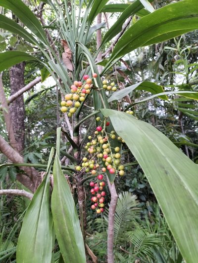 Cordyline manners-suttoniae, photographed by Matthew Borella