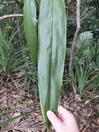 Cordyline manners-suttoniae, photographed by Matthew Borella