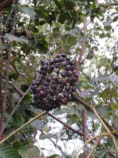 Leea nova-guineensis, photographed by Matthew Borella